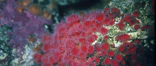 coral meadow bulging from the ocean floor