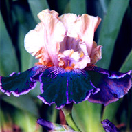 iris